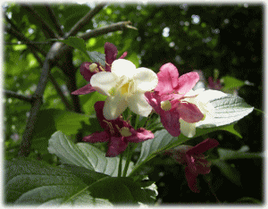 シキウツギ（２色空木　にしきうつぎ）　ピンクの濃淡と白い花